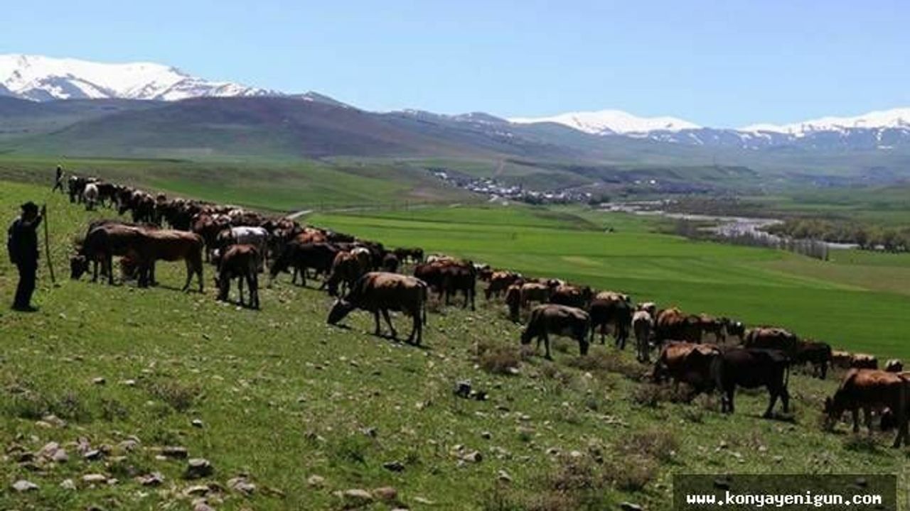 Tarım Kredi'den üreticilere 'faizsiz yem kredisi'