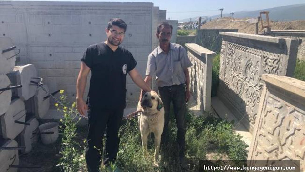 Akşehir Belediyesi sahipsiz sokak köpeklerini sahiplendiriyor