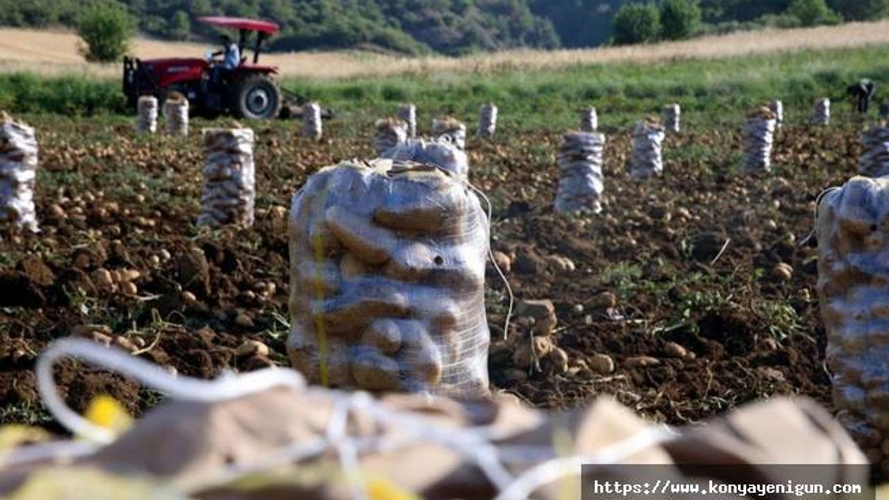 Hasadın sürdüğü Tokat'ta 22 bin ton patates rekoltesi bekleniyor