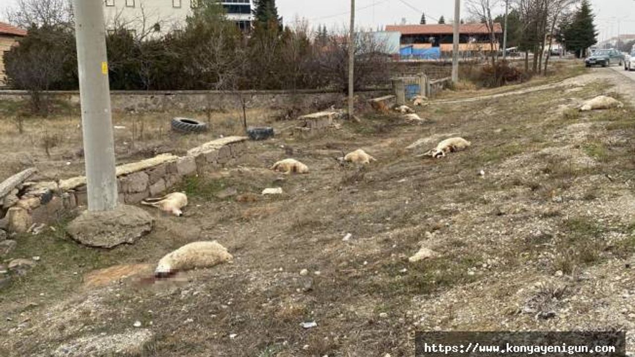 Konya'da otlayan 50'dan fazla koyun telef oldu