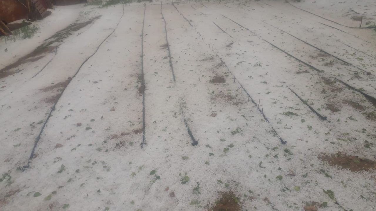 Konya'da dolu ekili arazilere zarar verdi