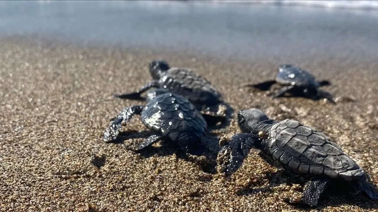 Küresel ısınma kaplumbağaları yerinden etti