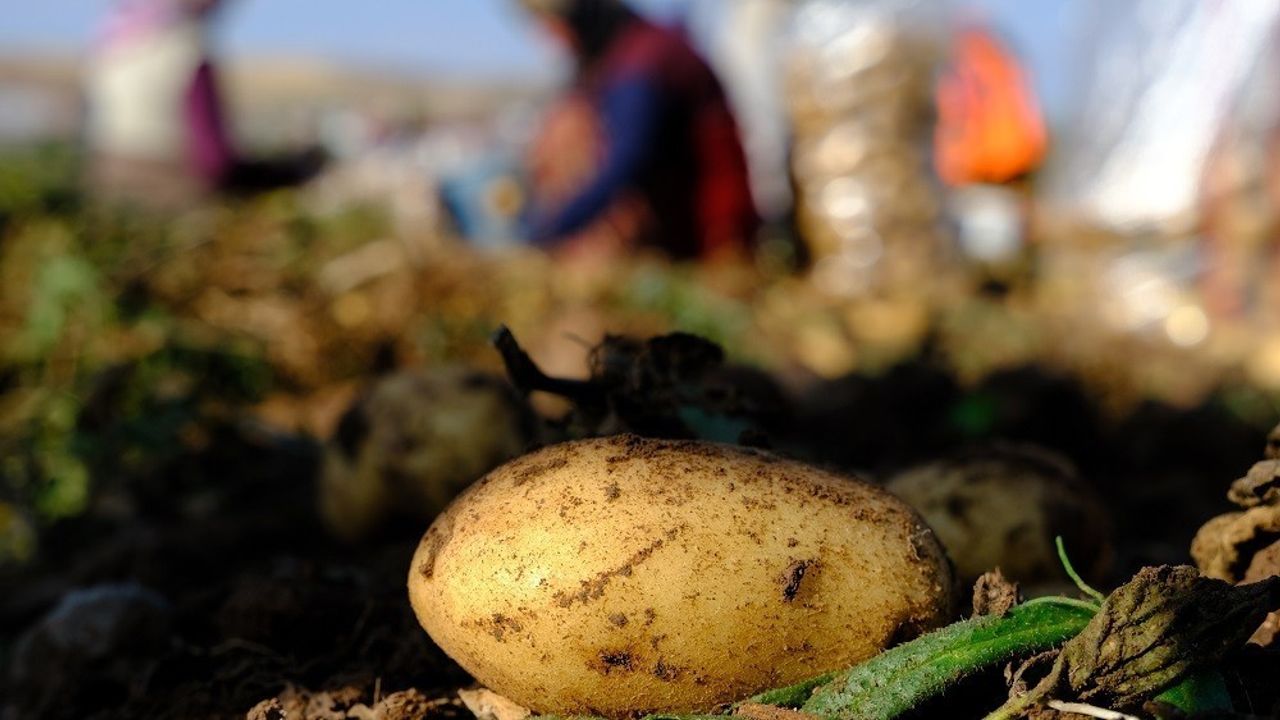 Mayıs ayında en çok patates pahalandı