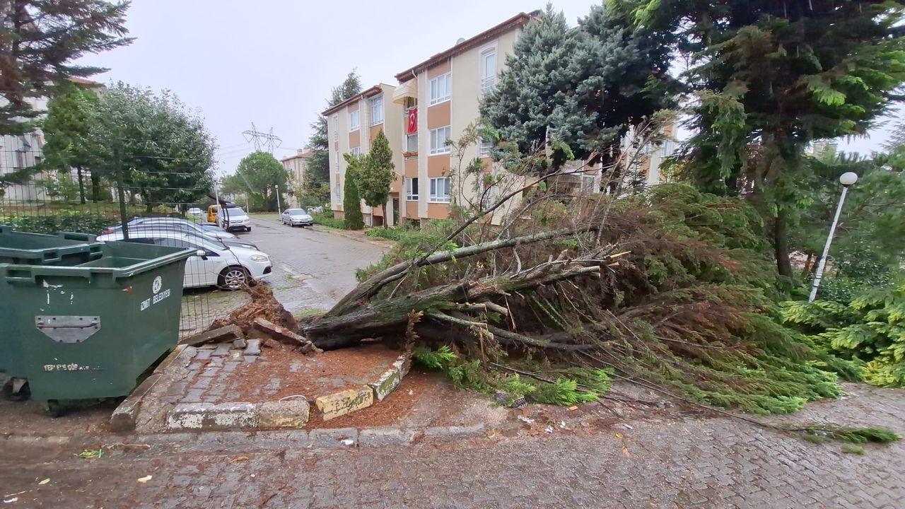 Kocaeli'de ağaçlar fırtınaya dayanamadı