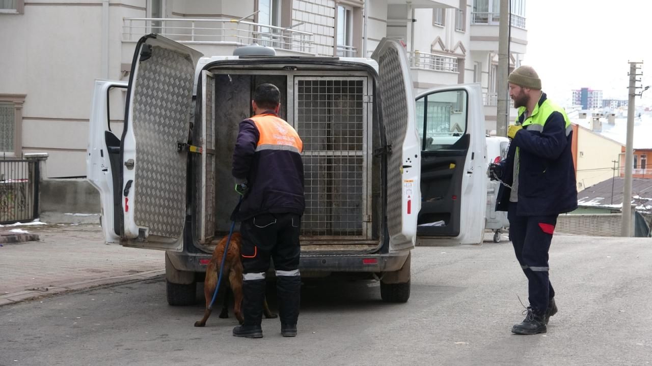 Sivas'ta köpek saldırısı! 4 kişi yaralandı