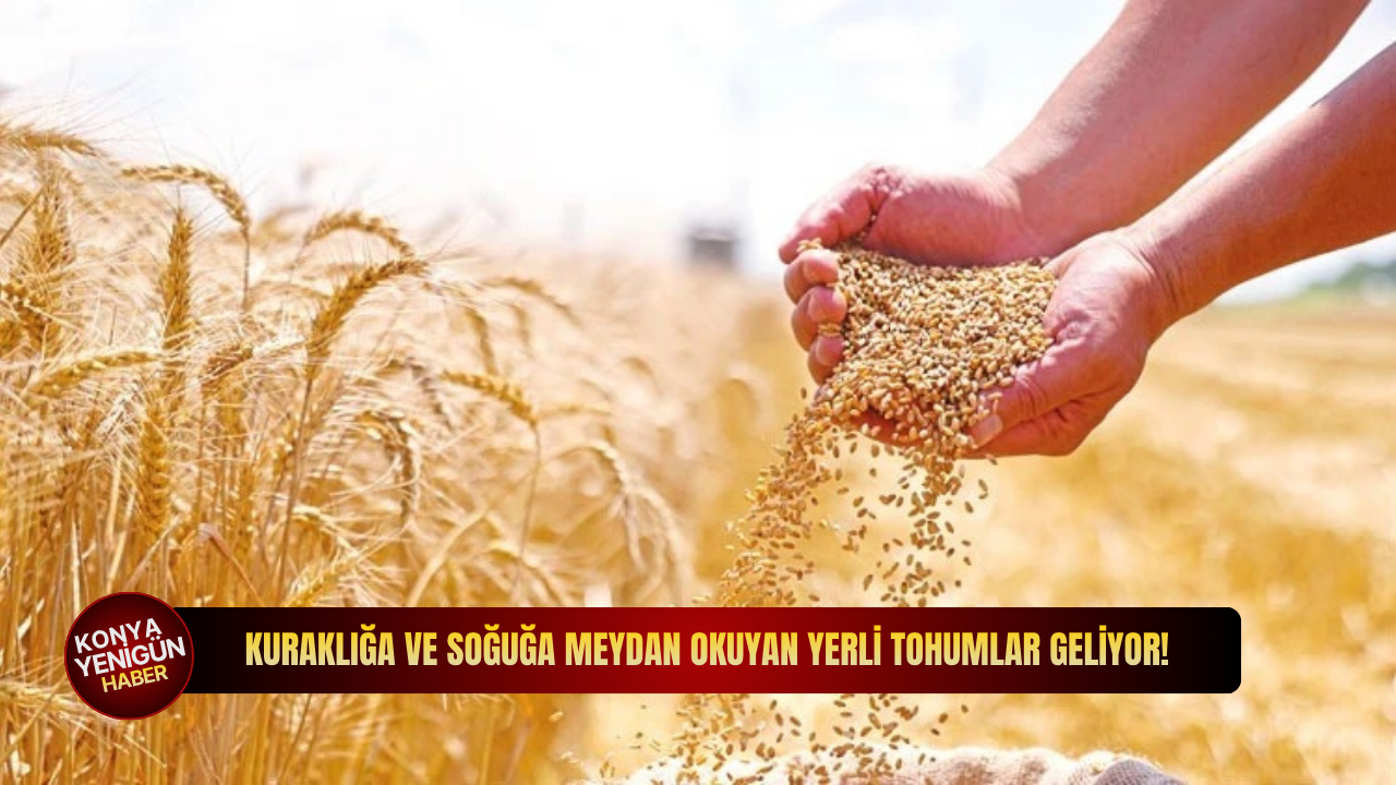 Kuraklığa ve soğuğa meydan okuyan yerli tohumlar geliyor!