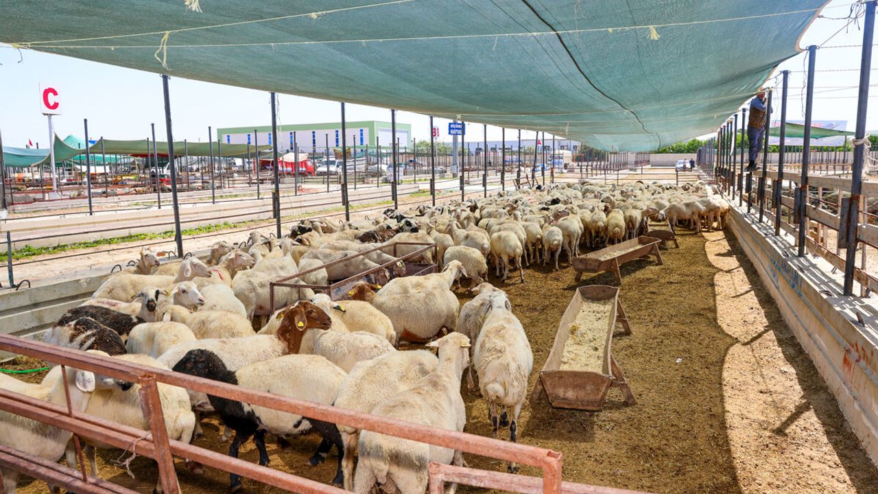 Konya’da Kurban Bayramı i̇çin tüm hazırlıklar tamamlandı!