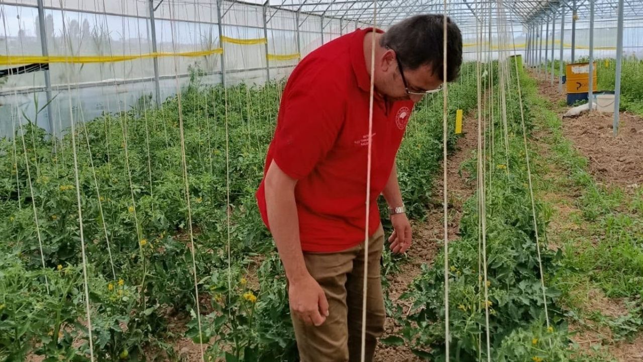 Konya'nın meyveleri ve seraları güvence altında: Hasat sonun