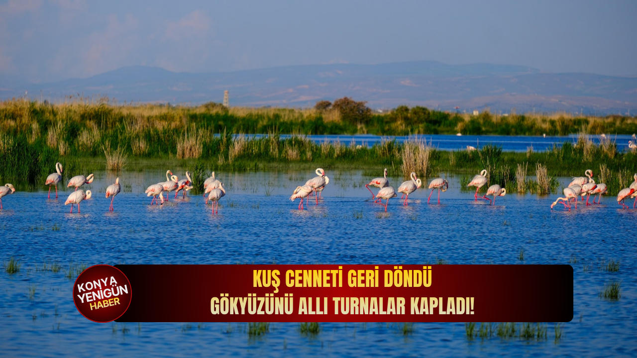 Kuş cenneti geri döndü: Gökyüzünü allı turnalar kapladı!