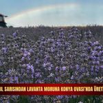 Tahıl sarısından lavanta moruna: Konya Ovası’nda üretim devrimi!