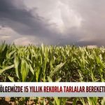 Bölgemizde 15 yıllık rekorla tarlalar berekete doydu!