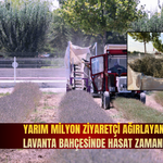 Yarım milyon ziyaretçi ağırlayan Karatay Lavanta Bahçesinde hasat zamanı!