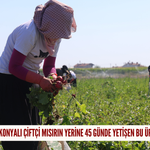 Konyalı çiftçi mısırın yerine 45 günde yetişen bu ürünü ekti!