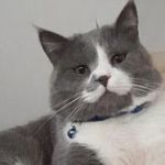Nakipoğlu Mahallesi kayıp kedi Alf için ayakta!