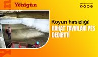 Rahat tavırlı koyun hırsızları kamerada