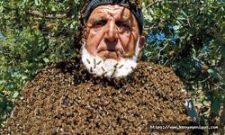 Üzerine 50 bin arı konuyor, maskesiz çalışıyor