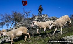 Küçükbaş hayvan yetiştiricileri çoban sorununa çözüm arıyor