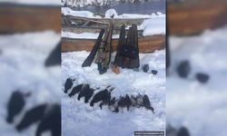Kaçak avcılar vurdukları hayvanlarla yakalandı