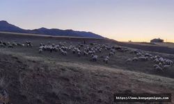 Konya'da kaybolan 21 koyun dron ile bulundu
