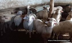 Türkiye genelinde hayvanlarda şap hastalığı artıyor