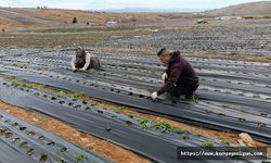 Kırmızı altın için çalışmalar başladı