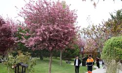 Konya Kyoto Japon Parkı'ndaki sakura ağaçları çiçek açtı