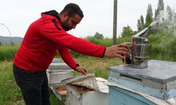 Akademik arılar, üretime başladı
