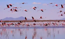 Akgöl sazlıklarını flamingolar süsledi