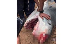 Köpekbalığı saldırısına uğrayan turist öldü