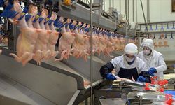 Tavuk eti üretimi 180 bin 495 ton oldu