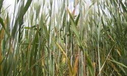 Konya'da  buğdayda pas hastalığı görüldü