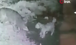 Konya'da kurt çiftlikteki köpeğe saldırdı! İşte o anlar