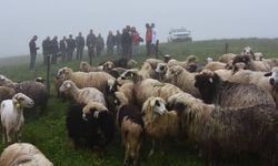 Koyunları telef olan besicilerin mağduriyeti giderildi