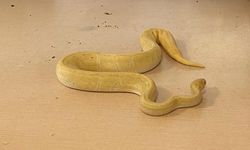 Kapıkule'de 28 piton yılanı yakalandı