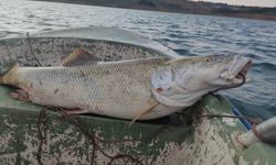 30 kiloluk turna balığı oltaya takıldı