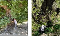 Diyarbakır’da 766 yaşındaki ağaçtan yeni fidanlar