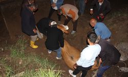 200 metrelik uçurumdan vadiye düşen inek kurtarıldı