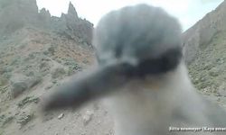 Kaya sıvacısı kuşundan saldırı