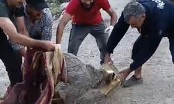 Kafası tenekeye sıkışan yavru ayı kurtarıldı