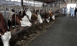 Samsun'da şap nedeniyle hayvan pazarları kapatıldı