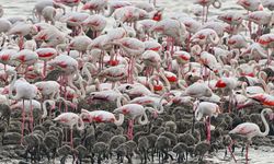 Yunanistan'da onlarca flamingonun ölüm sebebi ortaya çıktı