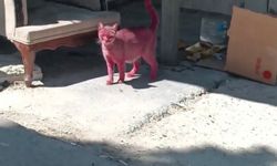 Kediyi pembeye boyayıp sokağa saldılar