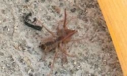 Konya'da görüldü! Etobur "Sarıkız" örümceğine dikkat