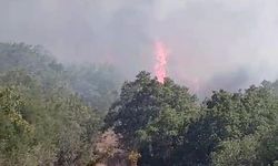 Silivri’de ormanlık alanda yangın