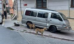 Sahipsiz köpekler mahalle sakinlerini korkutuyor