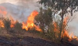 Cezayir’de son 24 saatte 37 orman yangını söndürüldü
