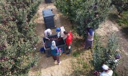 Beyşehir'de elma hasadı sürüyor
