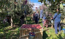 Beyşehir’de elma hasadı devam ediyor