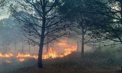 Çanakkale'de çıkan orman yangınında zarar büyük!