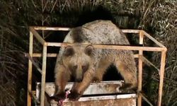 Tunceli'de aç kalan ayılar şehre indi